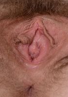 Apricot Pitts in young and hairy, Apricot Pitts (apr024) ATK Natural & Hairy: Apricot Pitts (Apricot Pitts in young and hairy)