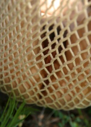 Astrid from ATK Archives