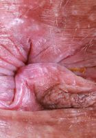 Naudi Nala from ATK Exotics