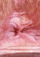 Annabelle Lee from ATK Petites