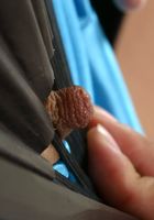 ATK Petites: Hazel (Hazel in latinas)