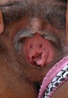 Krystal from ATK Exotics